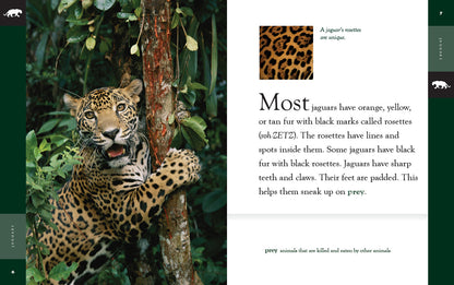 Amazing Animals - New Edition: Jaguars by The Creative Company Shop