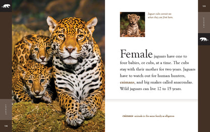 Amazing Animals - New Edition: Jaguars by The Creative Company Shop