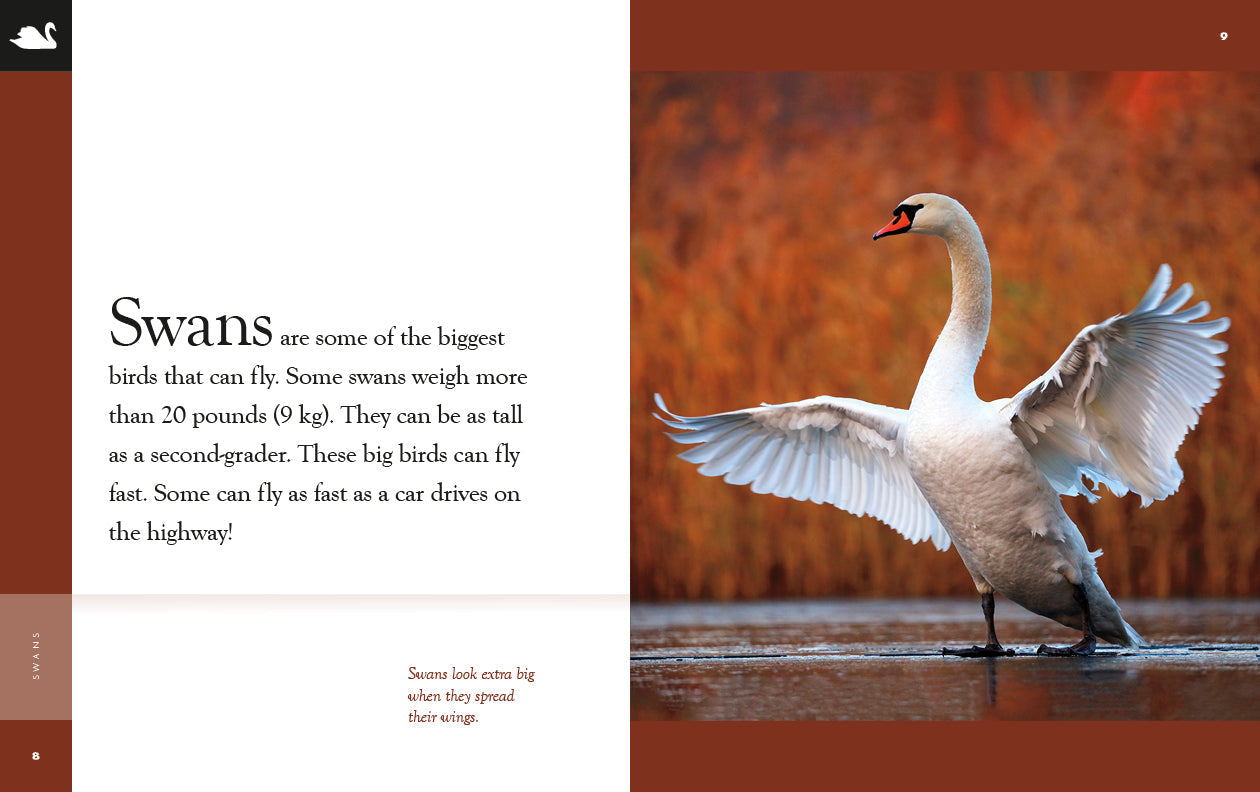 Amazing Animals - New Edition: Swans by The Creative Company Shop