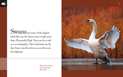 Amazing Animals - New Edition: Swans by The Creative Company Shop