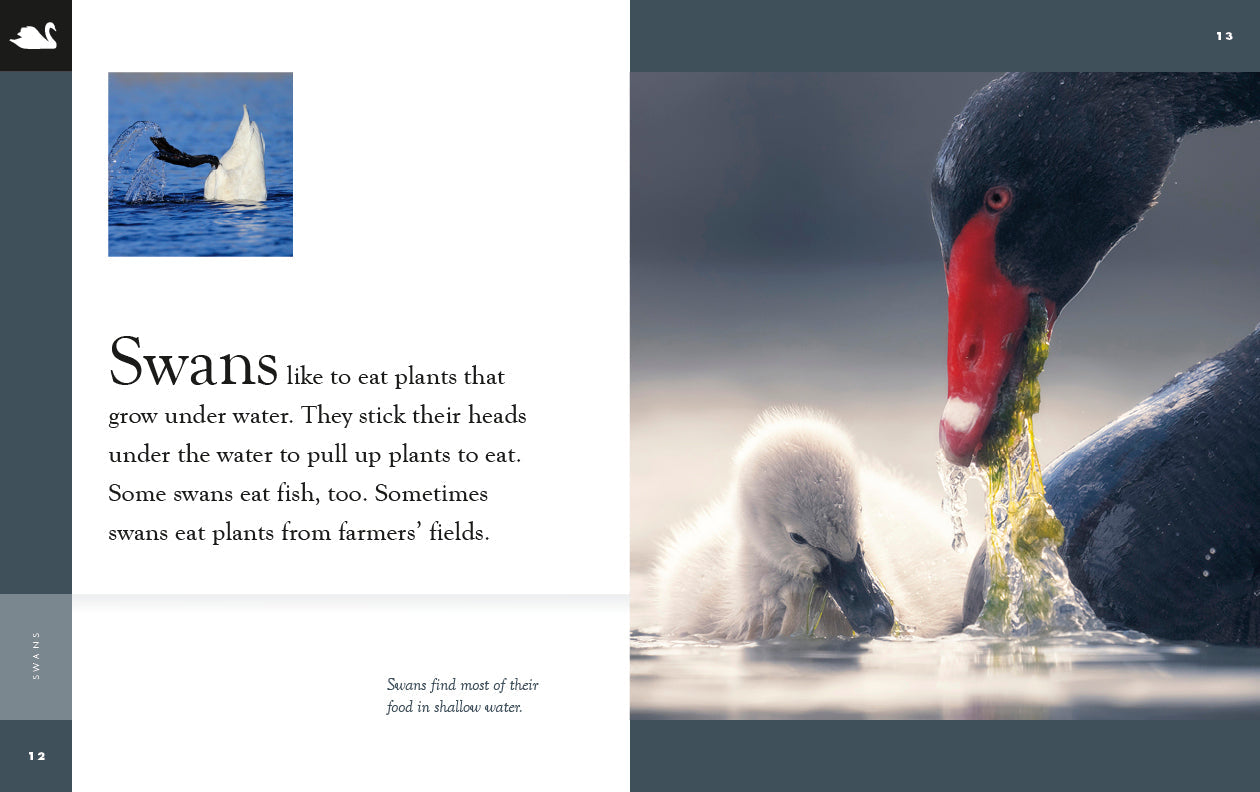 Amazing Animals - New Edition: Swans by The Creative Company Shop