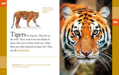 Amazing Animals - New Edition: Tigers by The Creative Company Shop