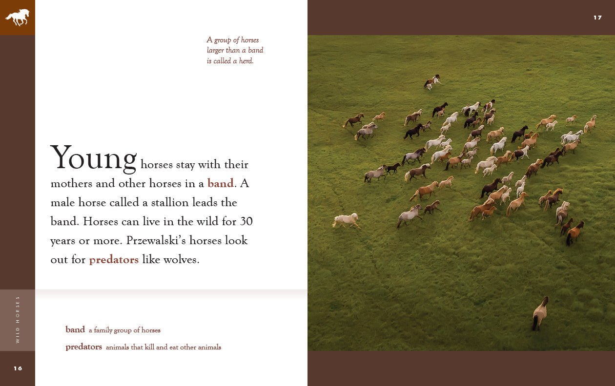 Amazing Animals (2022): Wild Horses by The Creative Company Shop