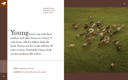 Amazing Animals (2022): Wild Horses by The Creative Company Shop