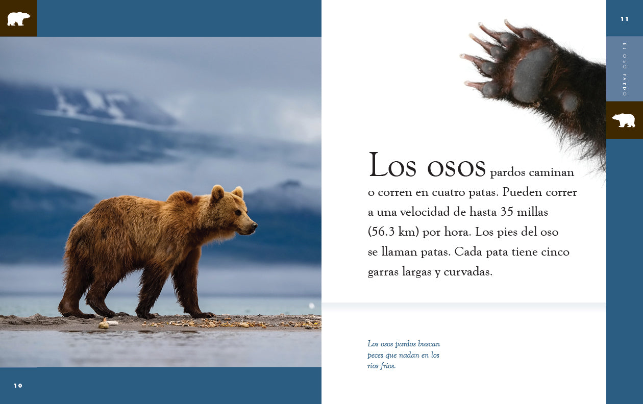 Planeta animal - New Edition: El oso pardo by The Creative Company Shop