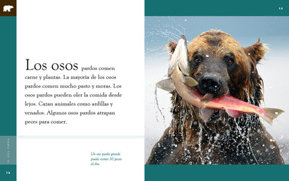 Planeta animal - New Edition: El oso pardo by The Creative Company Shop