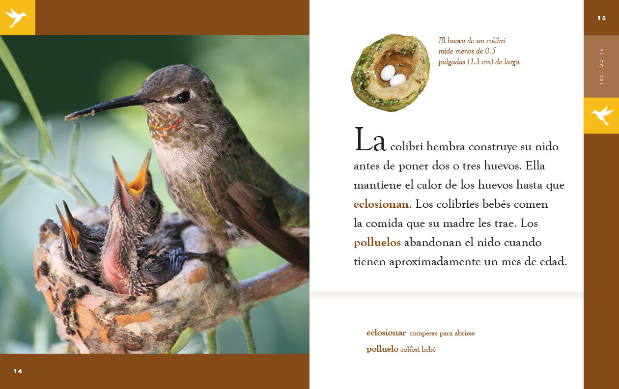 Planeta animal - New Edition: El colibrí by The Creative Company Shop