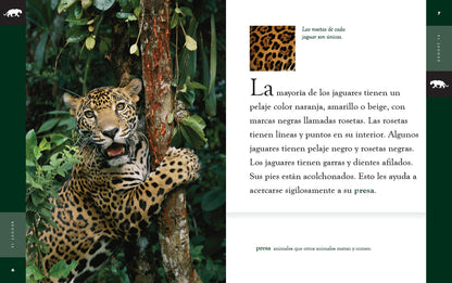 Planeta animal - New Edition: El jaguar by The Creative Company Shop