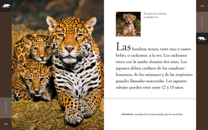 Planeta animal - New Edition: El jaguar by The Creative Company Shop