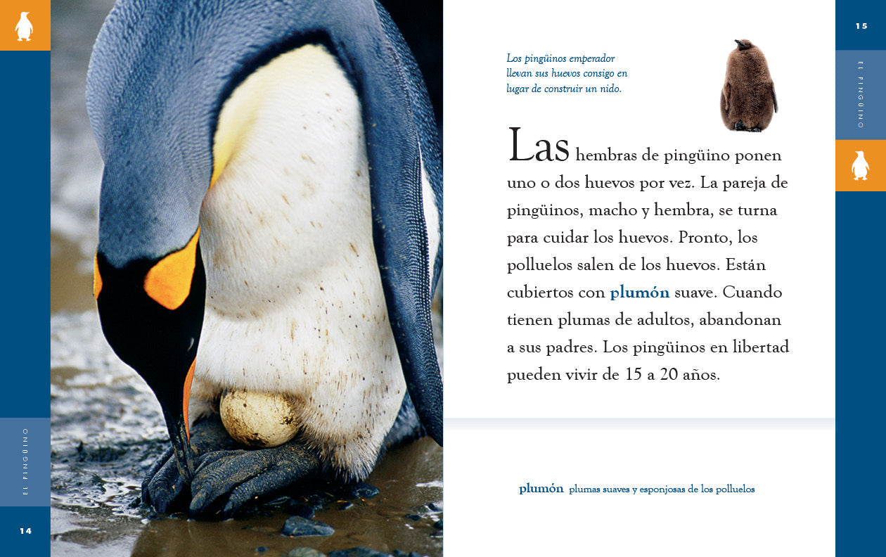 Planeta animal - New Edition: El pingüino by The Creative Company Shop