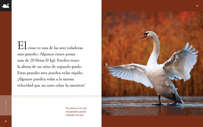 Planeta animal (2022): El cisne by The Creative Company Shop