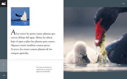 Planeta animal (2022): El cisne by The Creative Company Shop