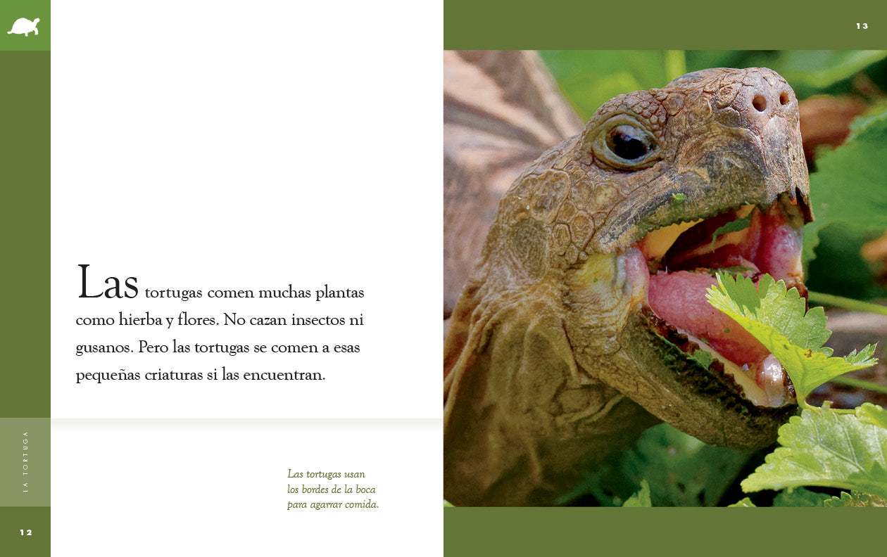 Planeta animal - New Edition: La tortuga by The Creative Company Shop