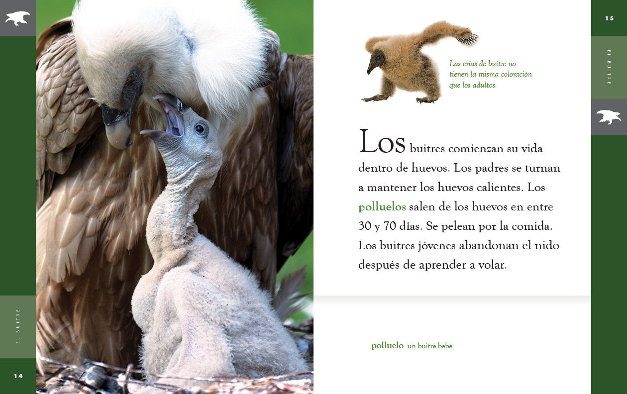 Planeta animal - New Edition: El buitre by The Creative Company Shop