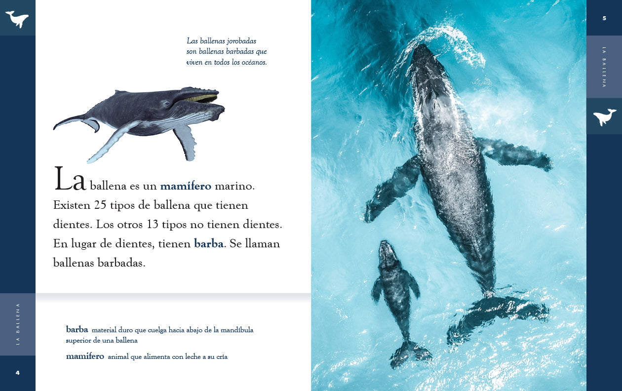 Planeta animal - New Edition: La ballena by The Creative Company Shop