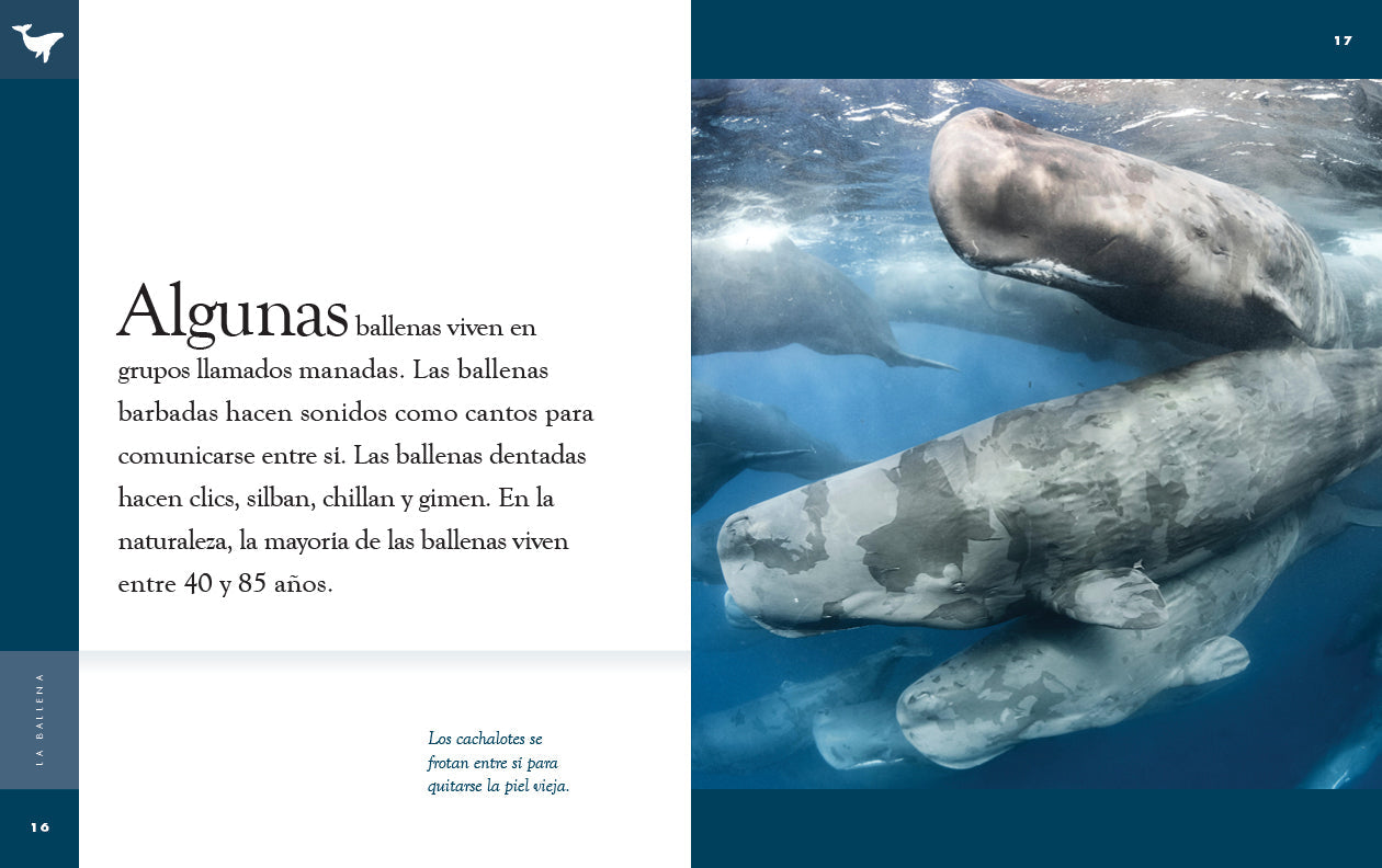 Planeta animal - New Edition: La ballena by The Creative Company Shop