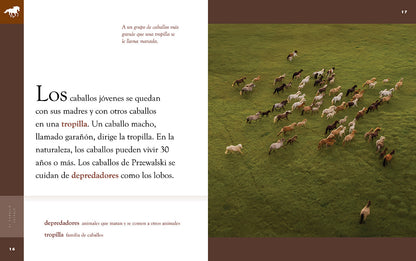 Planeta animal (2022): El caballo salvaje by The Creative Company Shop