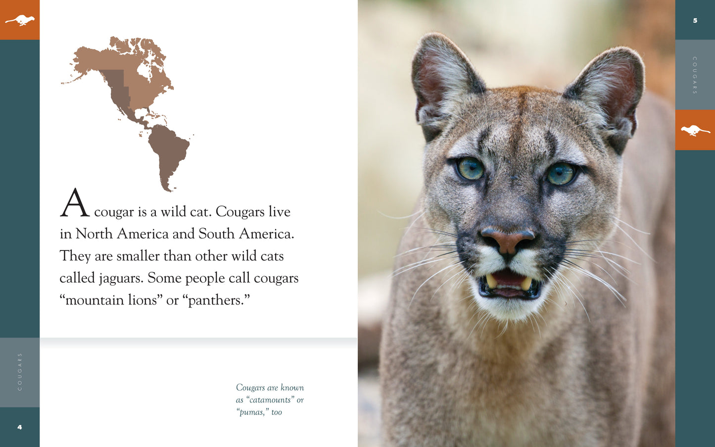 Amazing Animals - Classic Edition: Cougars by The Creative Company Shop