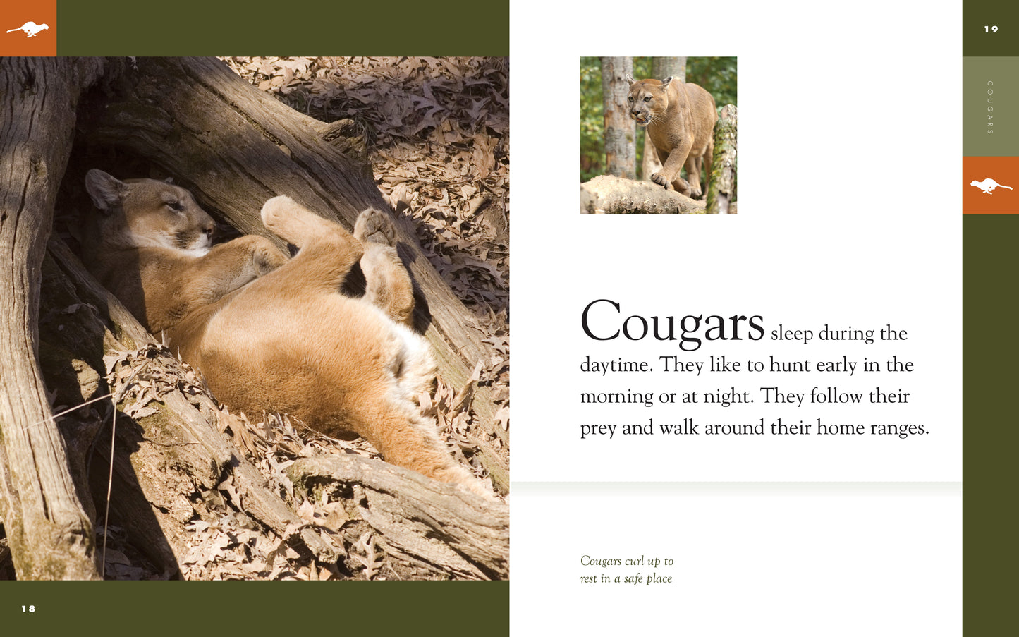 Amazing Animals - Classic Edition: Cougars by The Creative Company Shop