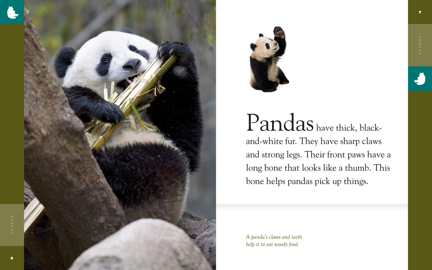 Amazing Animals - Classic Edition: Pandas by The Creative Company Shop