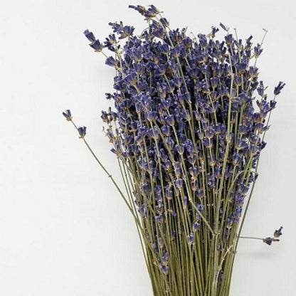 High-Grade French Lavender Flower BUNCH 14" L by OMSutra