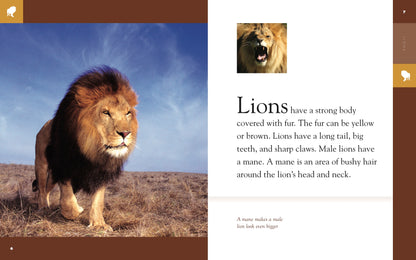 Amazing Animals - Classic Edition: Lion by The Creative Company Shop