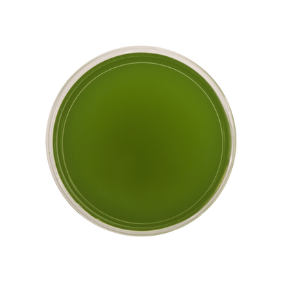 Matcha by Open Door Tea