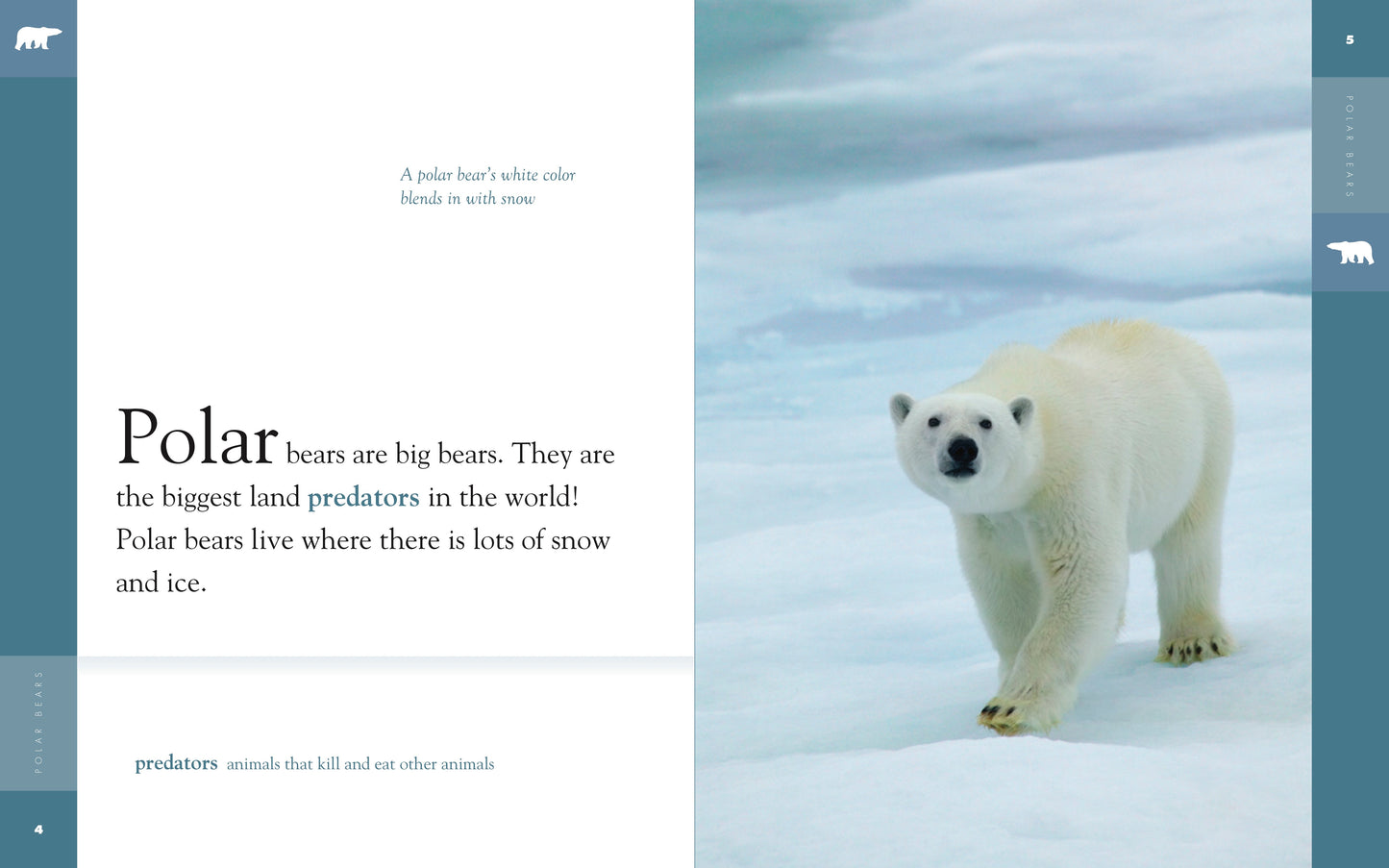 Amazing Animals - Classic Edition: Polar Bears by The Creative Company Shop