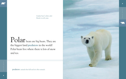 Amazing Animals - Classic Edition: Polar Bears by The Creative Company Shop