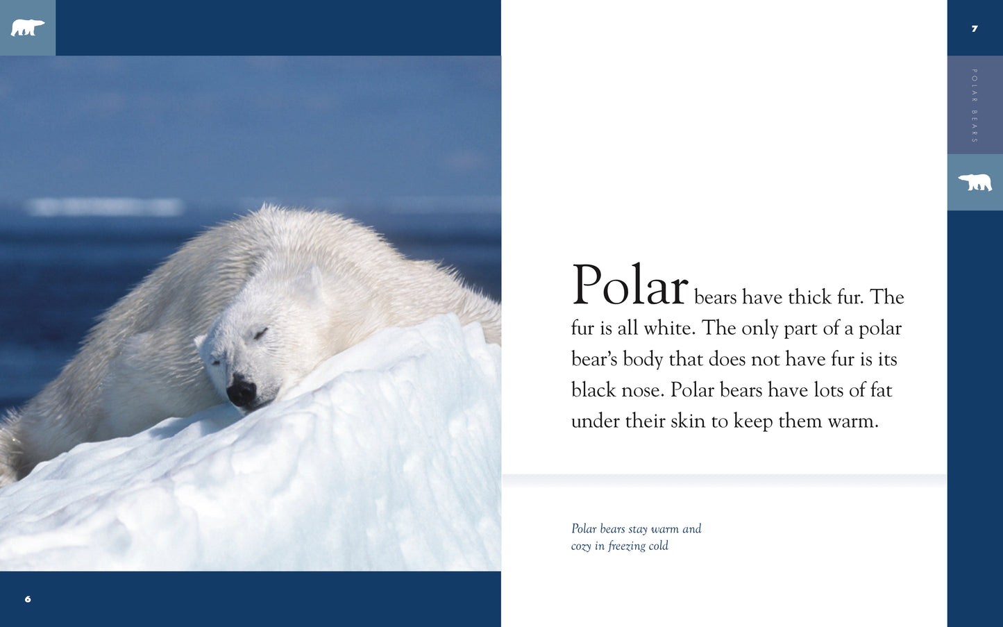 Amazing Animals - Classic Edition: Polar Bears by The Creative Company Shop