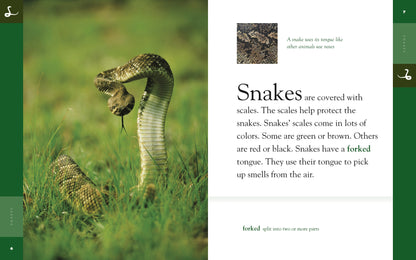 Amazing Animals - Classic Edition: Snakes by The Creative Company Shop