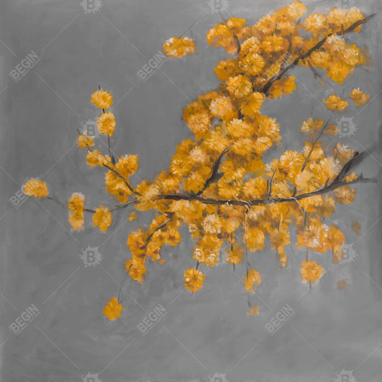 Golden wattle plant with pugg ball flowers - 16x16 Print on canvas