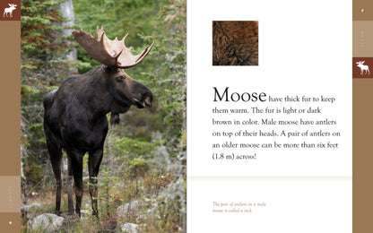 Amazing Animals - Classic Edition: Moose by The Creative Company Shop