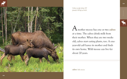 Amazing Animals - Classic Edition: Moose by The Creative Company Shop