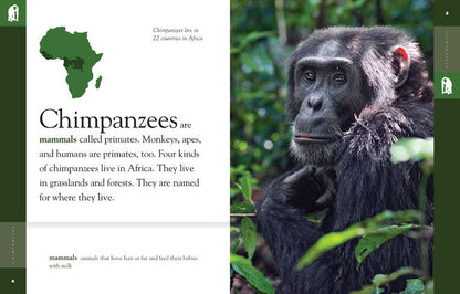 Amazing Animals - Classic Edition: Chimpanzees by The Creative Company Shop