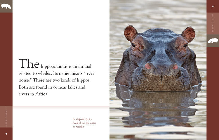 Amazing Animals - Classic Edition: Hippopotamuses by The Creative Company Shop