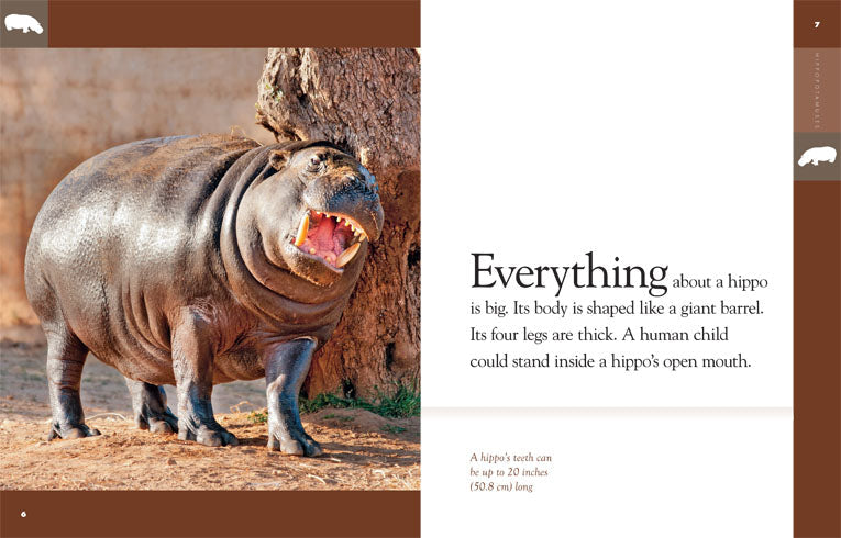 Amazing Animals - Classic Edition: Hippopotamuses by The Creative Company Shop