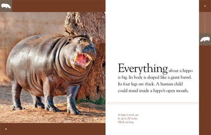 Amazing Animals - Classic Edition: Hippopotamuses by The Creative Company Shop