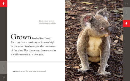 Amazing Animals - Classic Edition: Koalas by The Creative Company Shop