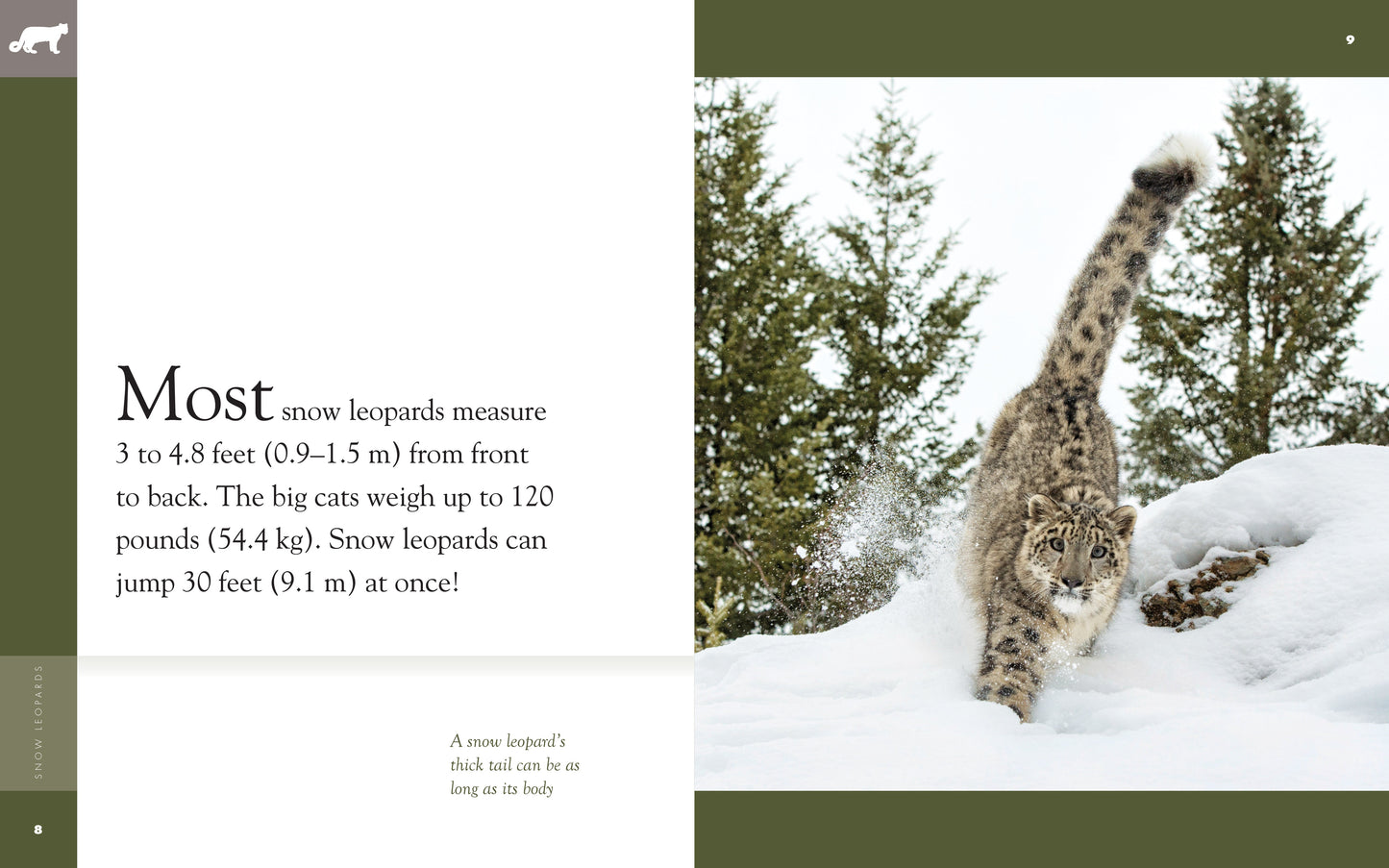 Amazing Animals - Classic Edition: Snow Leopards by The Creative Company Shop