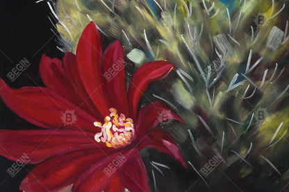 Echinopsis red cactus flower - 20x30 Print on canvas