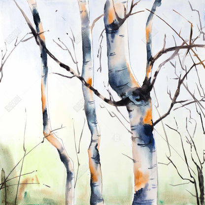 Three small birch trees - 12x12 Print on canvas