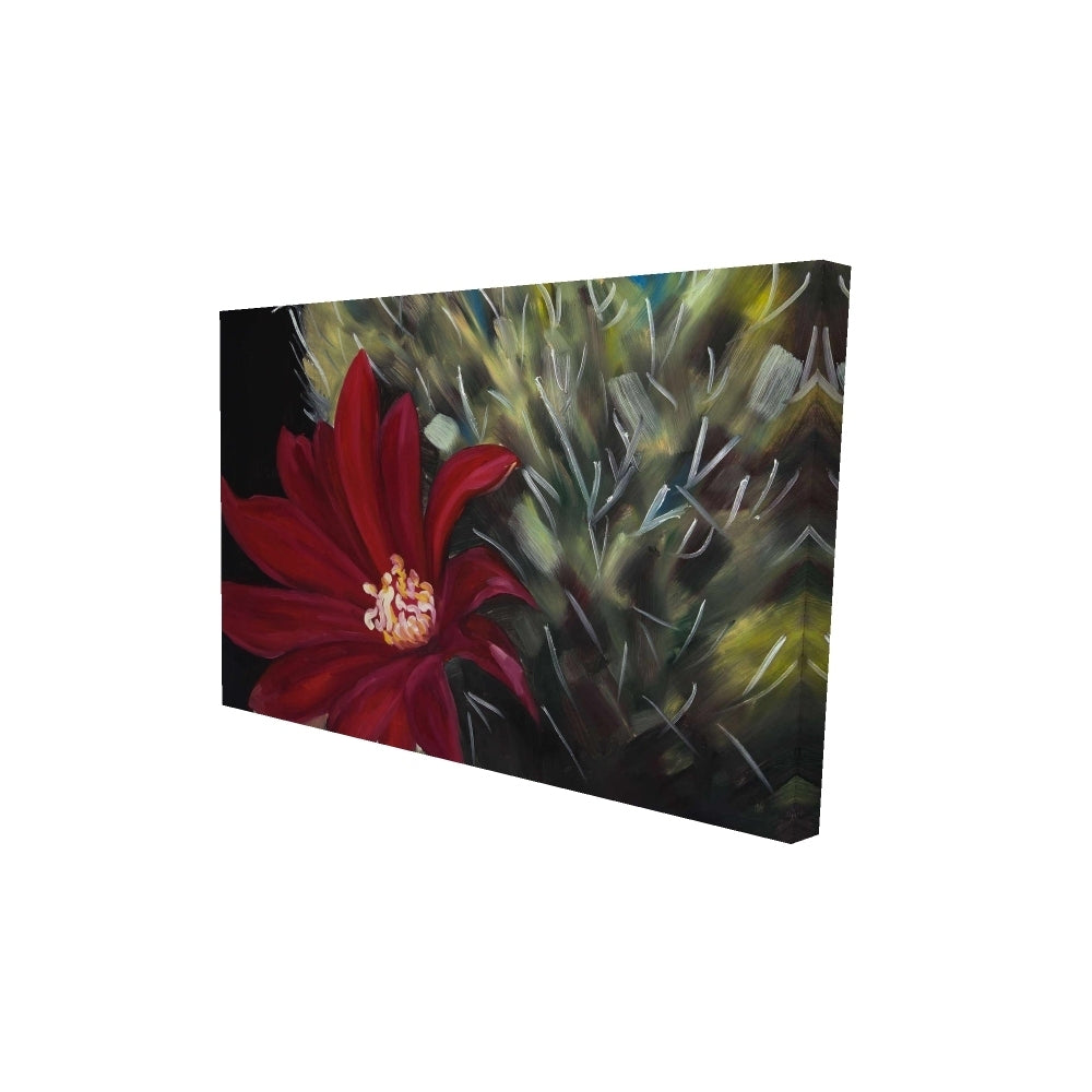 Echinopsis red cactus flower - 20x30 Print on canvas