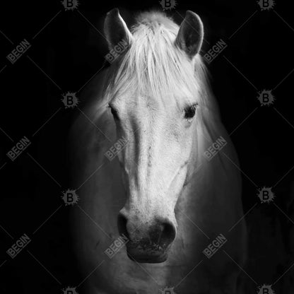 Monochrome horse - 32x32 Print on canvas