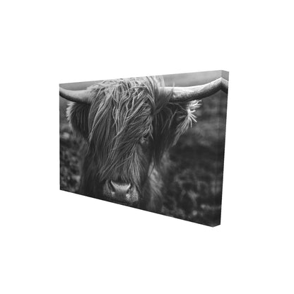 Monochrome portrait highland cow - 12x18 Print on canvas