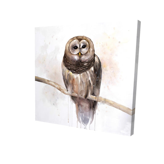 Barred owl - 12x12 Print on canvas