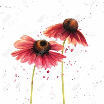 Two pink daisies - 12x12 Print on canvas