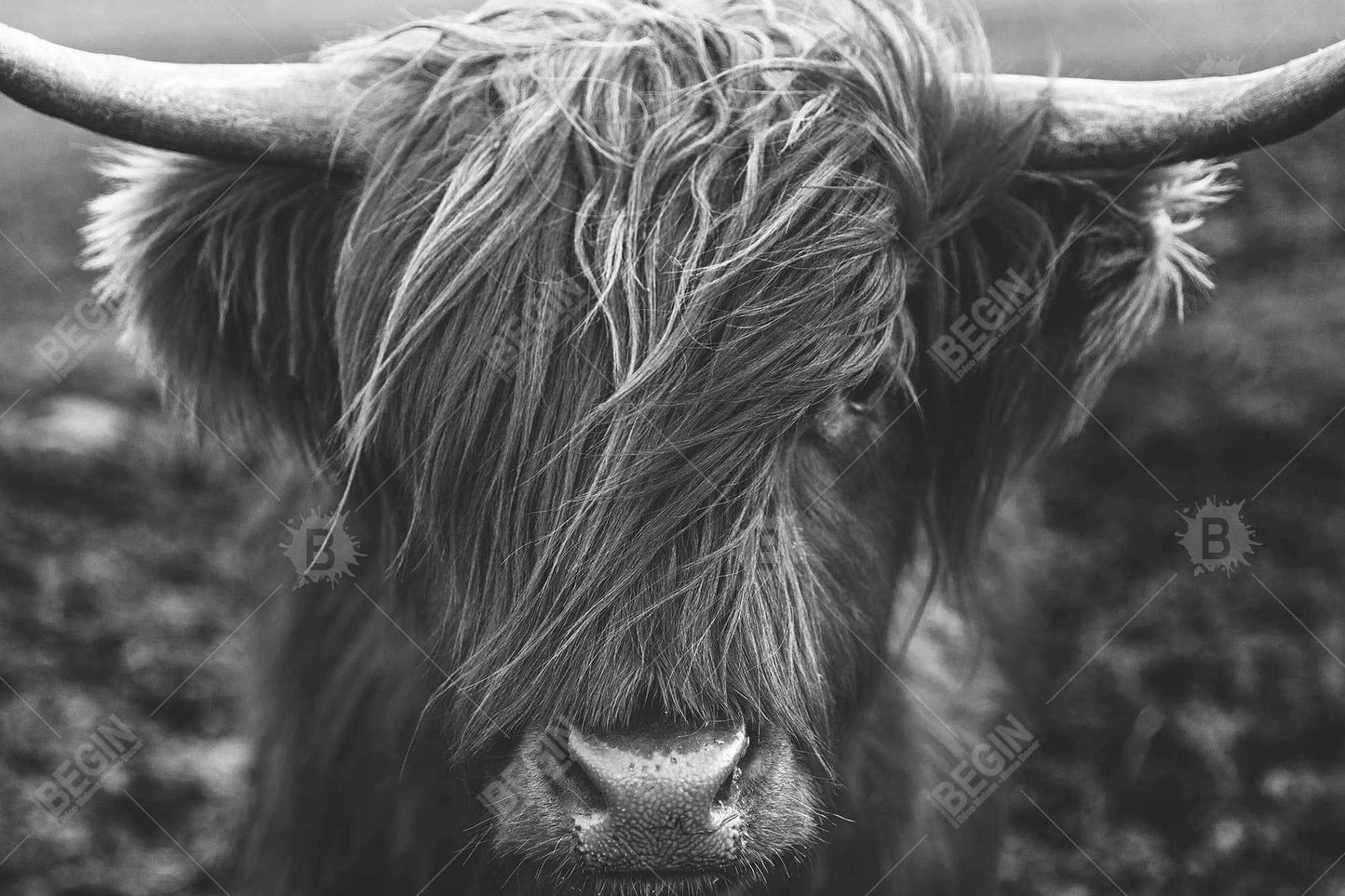 Monochrome portrait highland cow - 12x18 Print on canvas