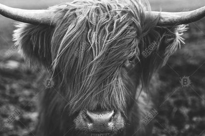 Monochrome portrait highland cow - 12x18 Print on canvas