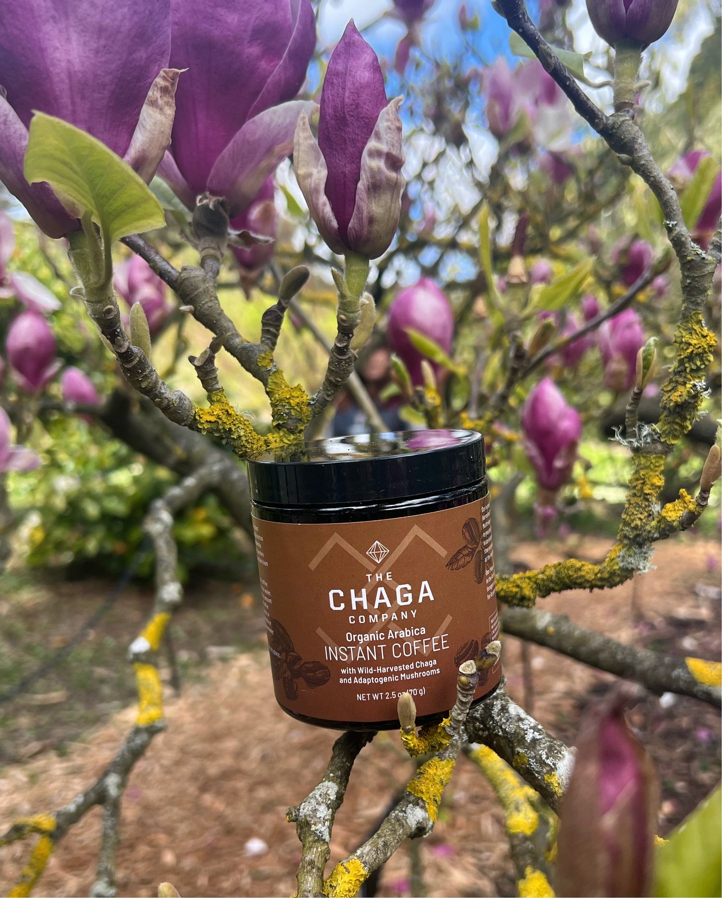 Instant Coffee  with Chaga and Adaptogenic Mushrooms by The Chaga Company